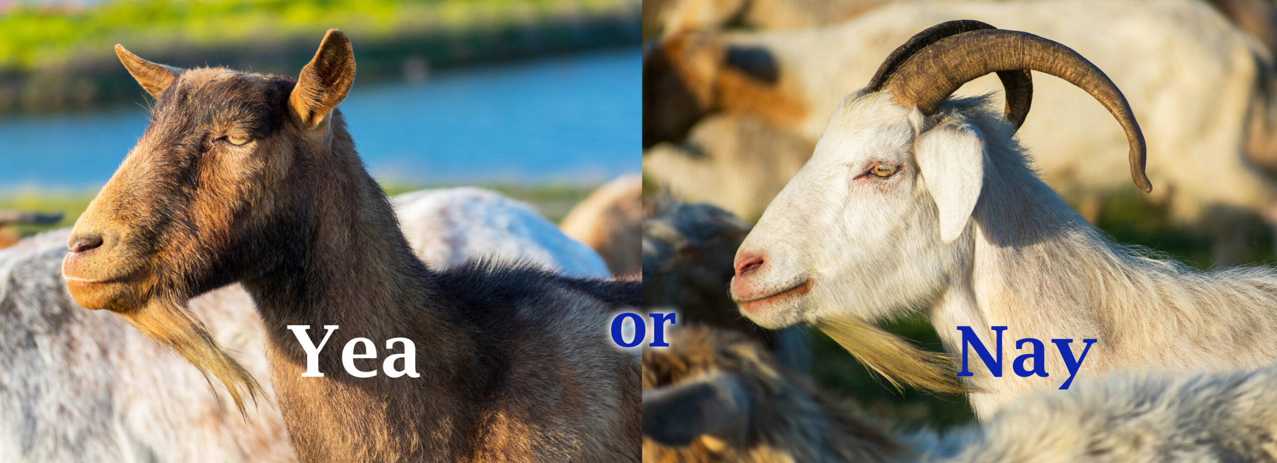 Reader Response: Disbudding – Yea or Nay?